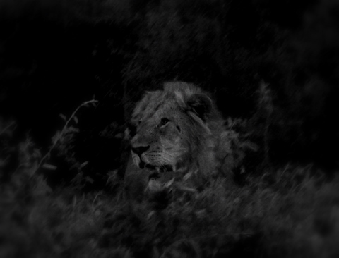 Lion on Botswana by Heidenstrøm